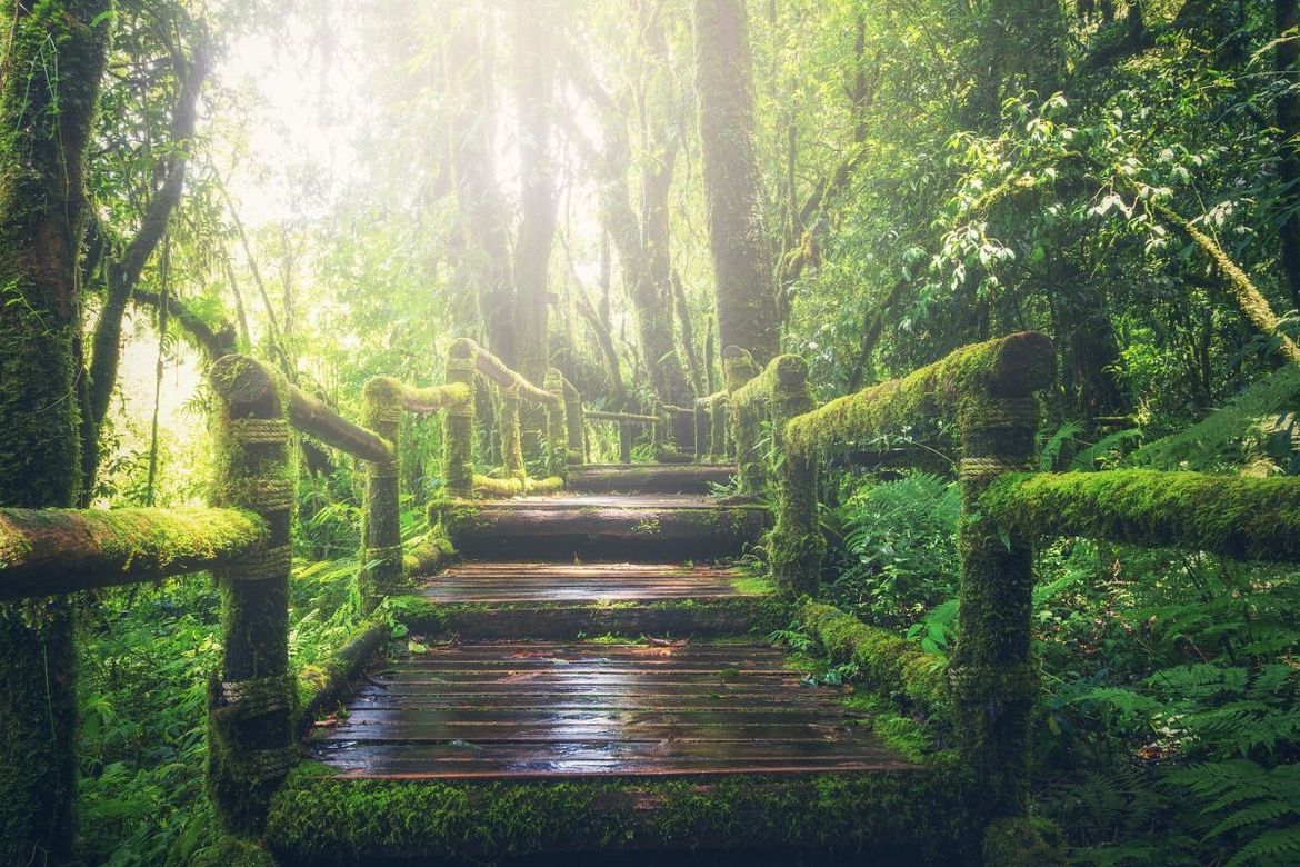 Dschungel - Copyright: pixabay/ jungle-1807476_1920.jpg Dschungelpfade - Copyright: pixabay/ jungle-1807476_1920.jpg